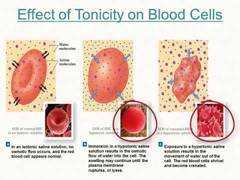 Understanding Cell Biology: How Substances Enter and Leave the Cell