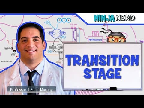Understanding the Transition Stage of Metabolism: The Role of Pyruvate
