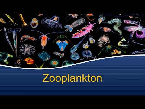 Exploring the World of Zooplankton: A Comprehensive Guide