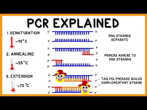 Understanding PCR: The Science Behind Genetic Copying