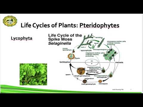Understanding the Life Cycle of Pteridophytes: From Gametophyte to Sporophyte