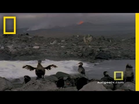 The Enchanted Islands: A Deep Dive into the Galapagos
