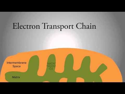 Understanding the Electron Transport Chain: The Final Step of Cellular Respiration