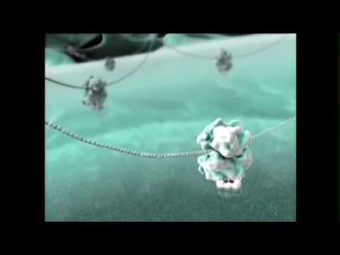 Exploring the Beauty and Complexity of Living Cells Through Animation