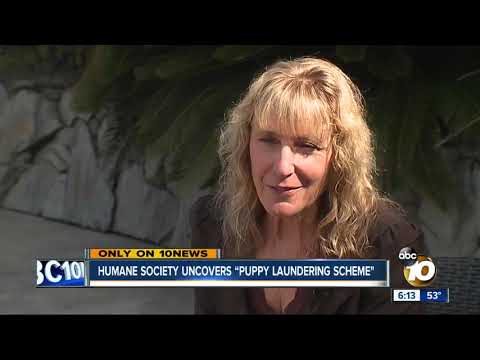 Investigation Uncovers Puppy Laundering Scheme in Local Pet Stores