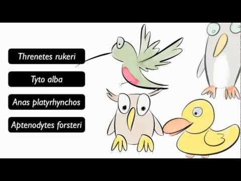 Understanding Dichotomous Keys: A Guide to Bird Identification