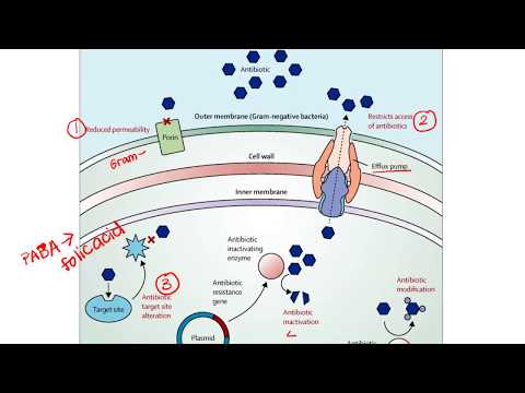 Understanding Antibiotic Resistance: Mechanisms and Implications