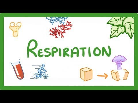 Understanding Respiration: The Key to Energy Transfer in Living Organisms
