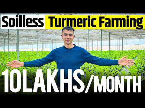 Exploring Soilless Turmeric Farming: Profits and Practices