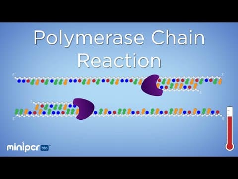 Understanding PCR: The Polymerase Chain Reaction Explained