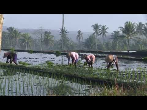Innovative Approaches in Complex Adaptive Rice Cultivation