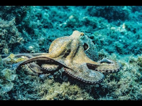 Exploring the Enigmatic World of Cephalopods: Nature's Aliens
