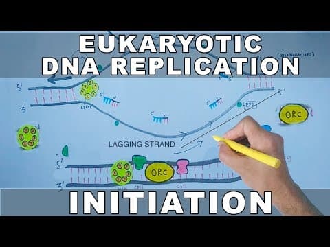 Understanding DNA Replication Initiation in Eukaryotes
