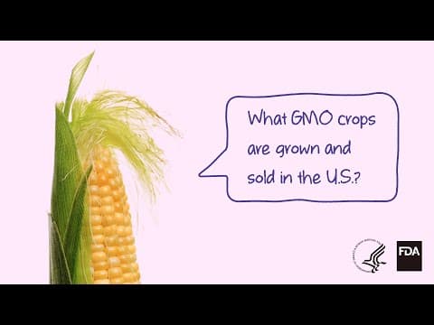Understanding GMO Crops: What is Grown and Sold in the U.S.?