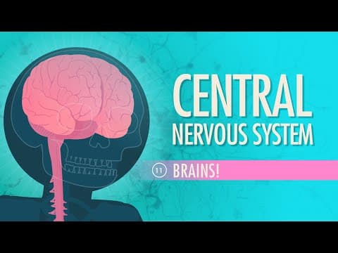 Understanding the Central Nervous System: Insights from James's Journey