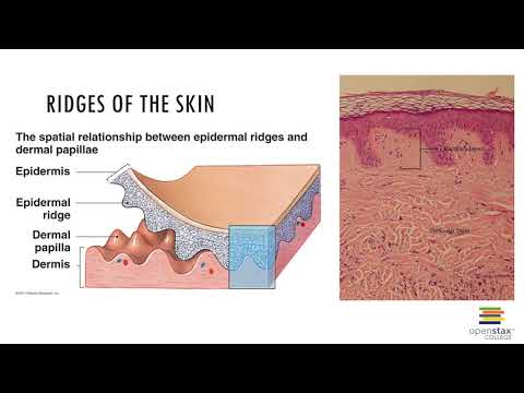 Understanding the Integumentary System: The Skin and Its Functions