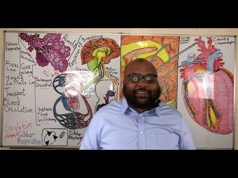 Understanding the Regulation of Breathing: The Control of Ventilation