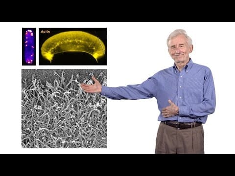 Understanding Cell Motility: Insights from Actin Polymerization