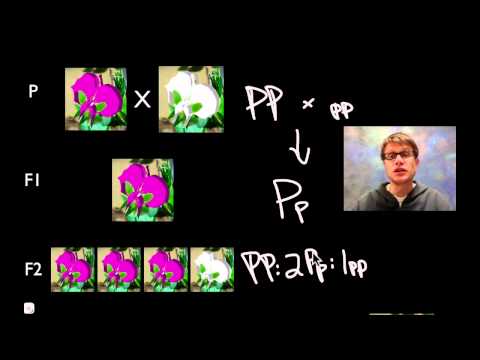 Understanding Mendelian Genetics: The Foundations of Inheritance
