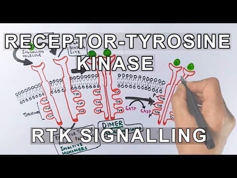 Understanding Receptor Tyrosine Kinases and Their Signaling Pathways