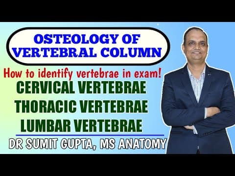 Understanding the Osteology of the Vertebral Column: A Comprehensive Guide