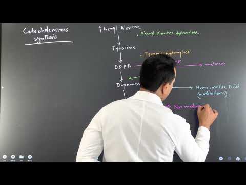 Understanding Catecholamine Synthesis and Its Implications in Phenylketonuria