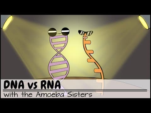 Understanding the Differences Between DNA and RNA