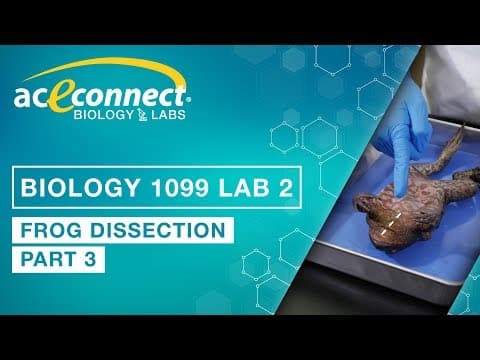 Exploring the Frog's Anatomy: Respiratory, Circulatory, and Excretory Systems