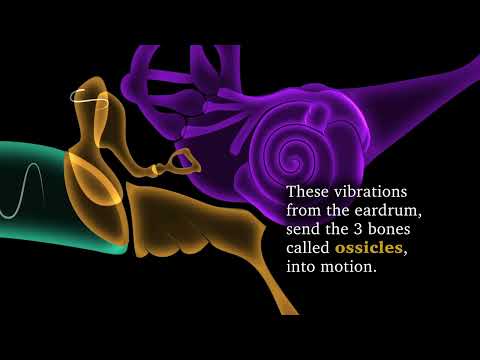 Understanding How Hearing Works: The Journey of Sound Through the Ear