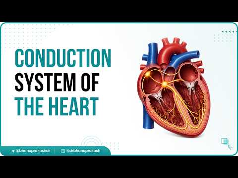 Understanding the Heart's Conducting System: Key Components and Functions