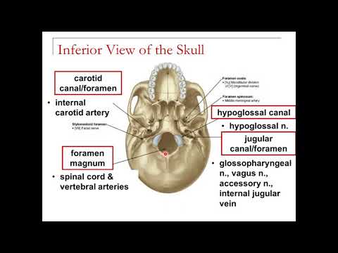 Understanding the Inferior View of the Skull: Key Structures and Openings
