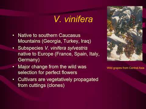 Exploring Grape Species, Evolution, and Cultivars