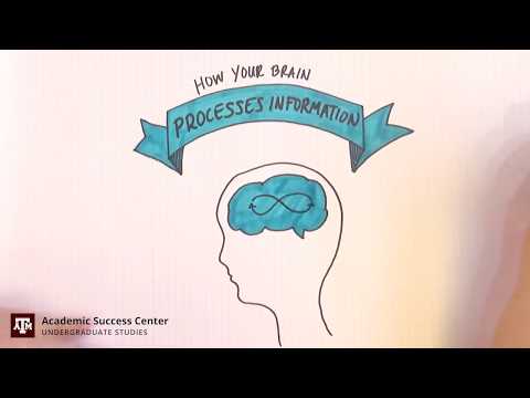 Understanding How Your Brain Processes Information for Effective Learning