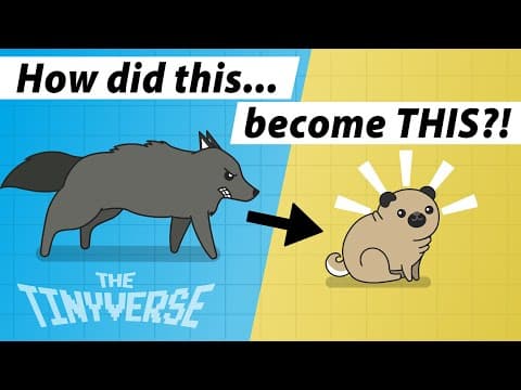 The Evolution of Dogs: From Wild Wolves to Beloved Companions